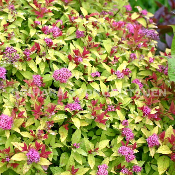 楽天市場 黄金シモツケ ゴールドフレーム おぎはら植物園