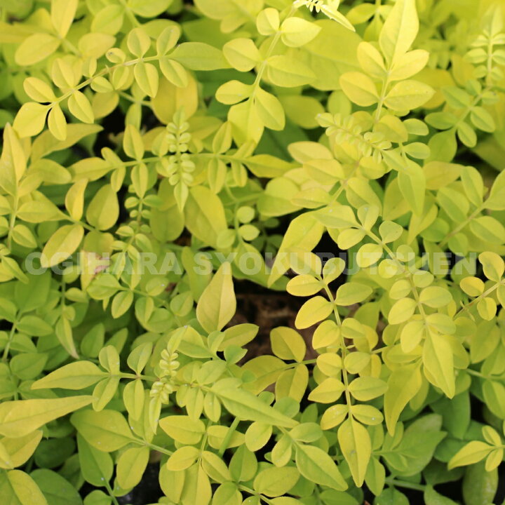 楽天市場 ジャスミン フィオナサンライズ おぎはら植物園