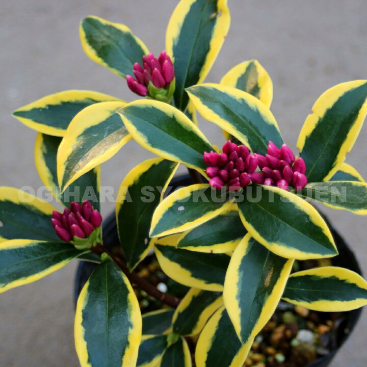 楽天市場 ジンチョウゲ 前島 おぎはら植物園