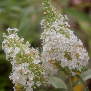 �u�b�h���A �e�A���o�f