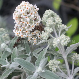 楽天市場 ホワイトセージ 種の通販