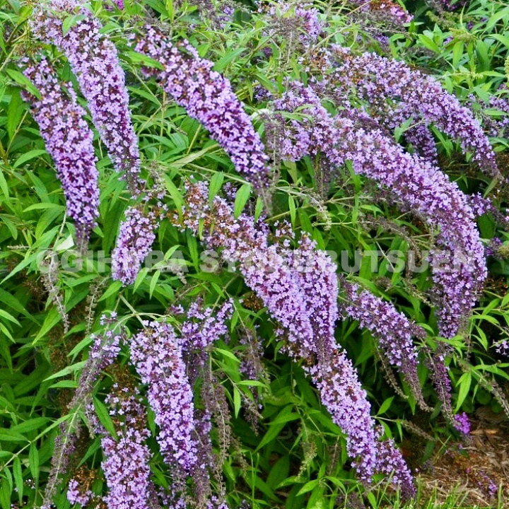 楽天市場 ブッドレア ウィステリア レーン おぎはら植物園 楽天市場 ブッドレア ウィステリア レーン おぎはら植物園