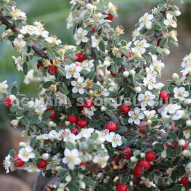 コトネアスター　グラウコフィルス