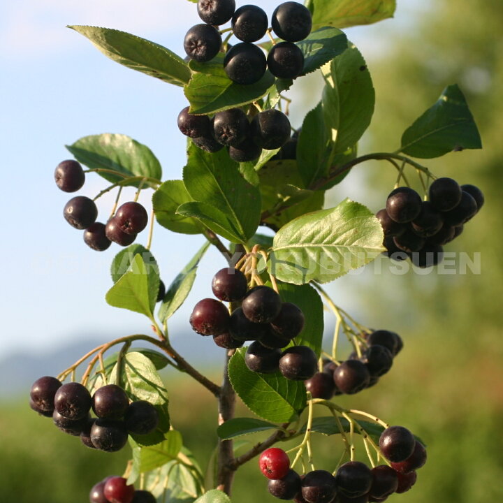 楽天市場 チョコベリー アロニア メラノカルパ おぎはら植物園