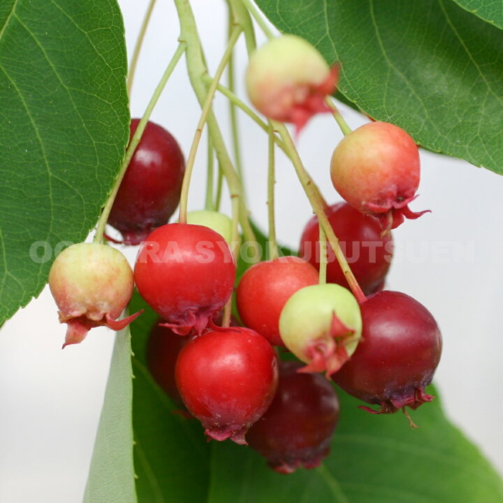 楽天市場 ジューンベリー ラマルキー おぎはら植物園