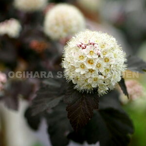 AJRf}itB\JvXj efBA{f