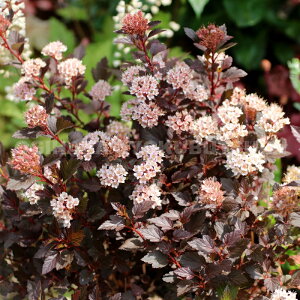 AJRf}itB\JvXj eg W[J[f(PVP)