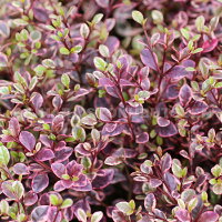 ロフォミルタス‘マジックドラゴン’