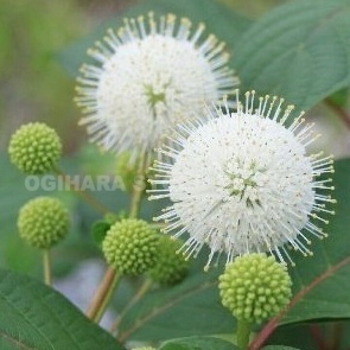 楽天市場 セファランサス ムーンライトファンタジー おぎはら植物園