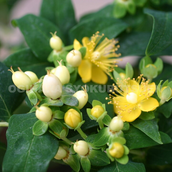 楽天市場 ヒペリカム 白実 おぎはら植物園