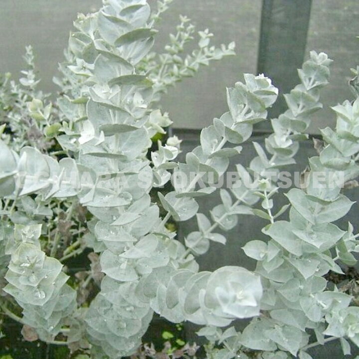 楽天市場】ユーカリ アルビダ : おぎはら植物園