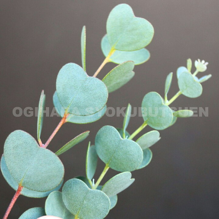 楽天市場 ユーカリ リトルハート ウェブステリアナ おぎはら植物園 楽天市場 ユーカリ リトルハート ウェブステリアナ おぎはら植物園