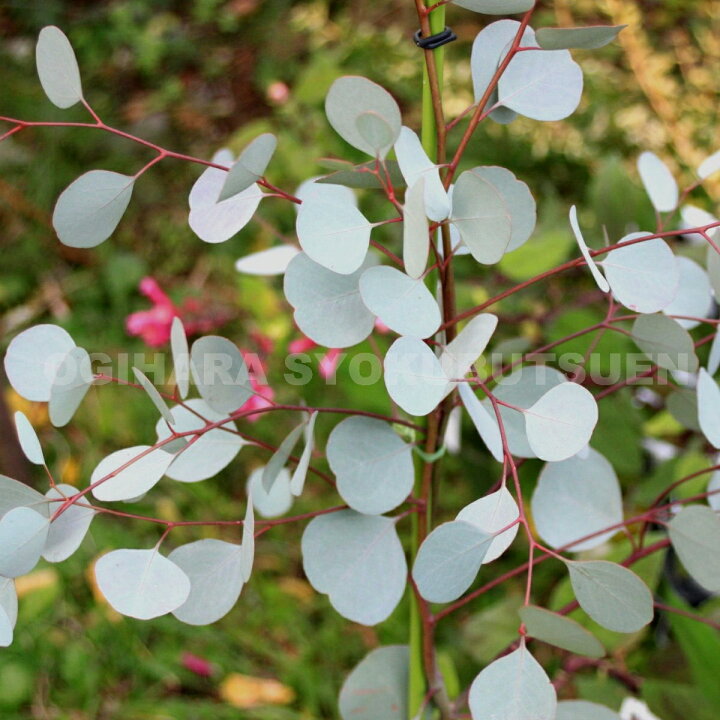 楽天市場】ユーカリ ポポラス（＝ポリアンセモス） : おぎはら植物園 