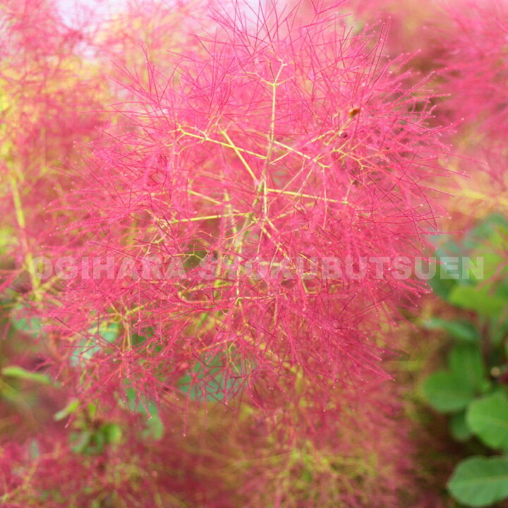 楽天市場 スモークツリー リトル ルビー おぎはら植物園