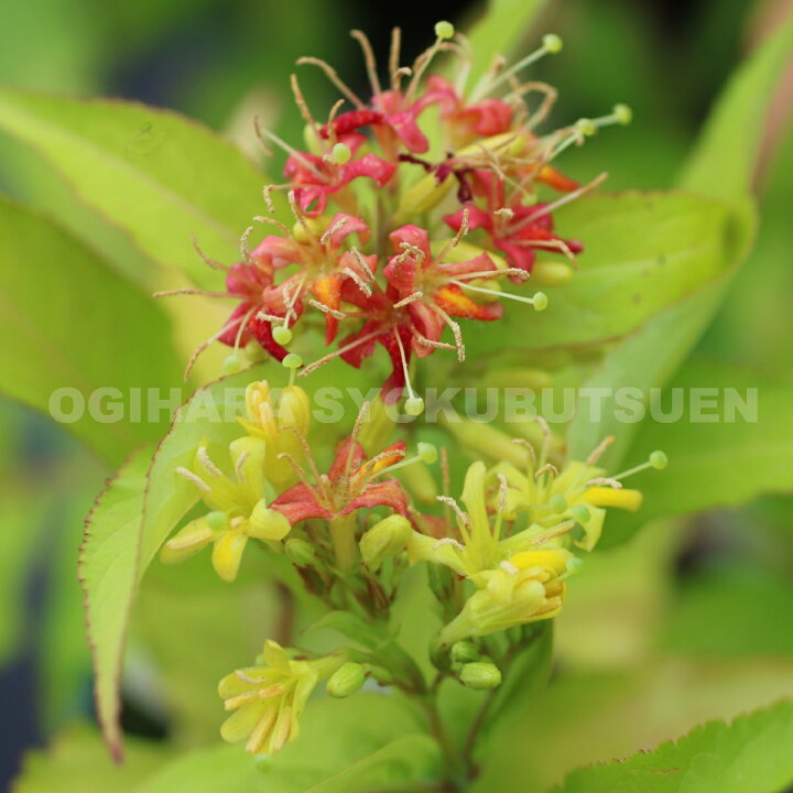 ディエルヴィラ2品種セット ハニービーとディヴァ 5号 庭木 植木 花木 落葉低木 落葉樹 送料無料 毎日続々入荷 5号 ディエルヴィラ2品種セット ハニービーとディヴァ 5号 庭木 植木 花木 落葉低木 落葉樹 送料無料 毎日続々入荷 5号