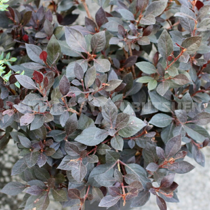 楽天市場 赤葉ツツジ カッパー エバー おぎはら植物園