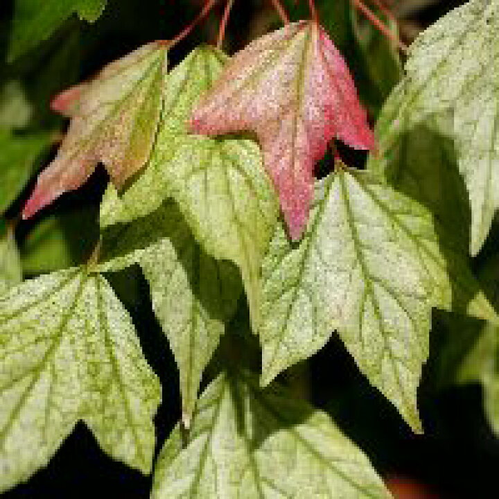 楽天市場 トウカエデ 花散里 おぎはら植物園 楽天市場 トウカエデ 花散里 おぎはら植物園