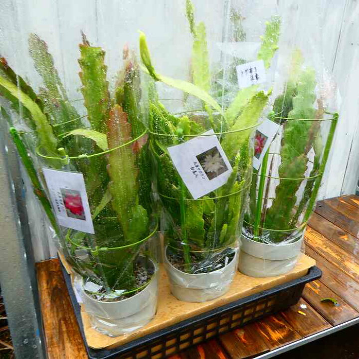 楽天市場】孔雀サボテン オレンジ色系大輪種 5号大株 開花見込み株 