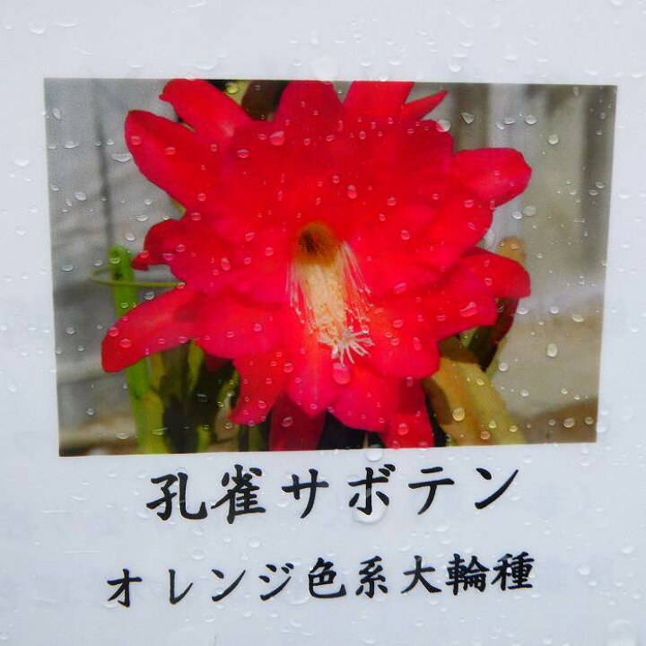 楽天市場】孔雀サボテン オレンジ色系大輪種 5号大株 開花見込み株 