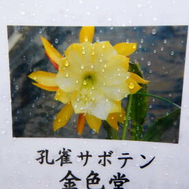 孔雀サボテン 金色堂 黄花 月下美人の仲間 5号大株 開花見込み株 多肉植物 240423