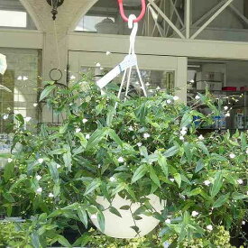 ブライダルベール 6号 白花 吊り鉢 観葉植物 グリーン ガーデニング 240509