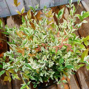 V c gCCg ␫ 6|bg  OhJo[@Β A 251111