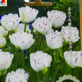 楽天市場 シャクヤク 白 球根 ガーデニング 農業 花 ガーデン Diyの通販