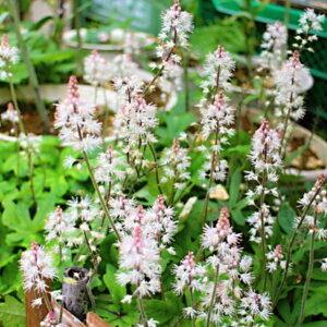 eBAA Vx[h c 3.5 q[P̒ h sN R쑐 251111