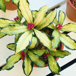 ������ �c �M�Z�� ������ 4���|�b�g ���� �c�� �W���`���E�Q ��� ����̉� 251209