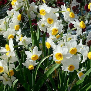 {   1 XCZ HA R쑐 h 250123