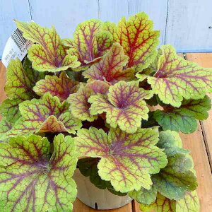 q[P c GNg 3.5 c{TS A R쑐 h ϊ 250918