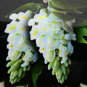 �� �A�����J�t�W �c �j�x�A ���� ����炫 �c�� 5�� �A�����J�� �c���A�� 260212