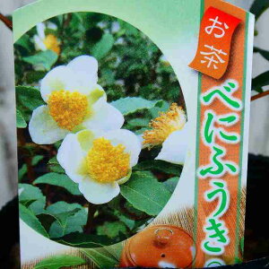  c ׂɂӂ 4.5 ̖ A _ Ύ 251104