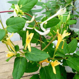 スイカズラ 苗 4号鉢 香りの花 ハニーサックル ロニセラ 蔓植物 240517