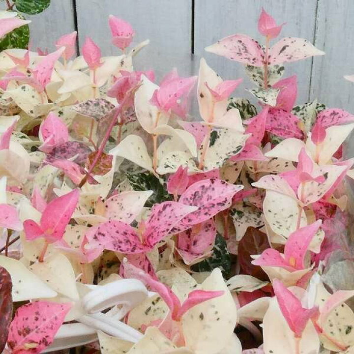 楽天市場 初雪かずら 苗 ハツユキカズラ 3号ポット グランドカバー 10 お花処 昌山園 楽天市場店