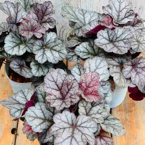 q[P c Vio[Vo[ 3.5 c{TS R쑐 A h 251106