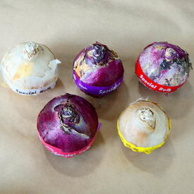 ヒヤシンス 球根 5色セット 紫 赤 ピンク 黄色 白 水栽培用 特大球 秋植え球根 ヒアシンス 山野草 宿根草　241009