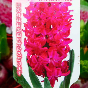 �q���V���X �c �Z���s���N 3���A�� 4���� �q�A�V���X �ԕc ���� �񂹐A�� �Ԓd�c 251211