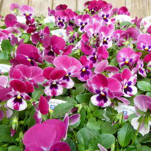 pW[ c 悭炭X~ Yx[ c 3.5 sN   ~̉ԕc Ԓdc 251127