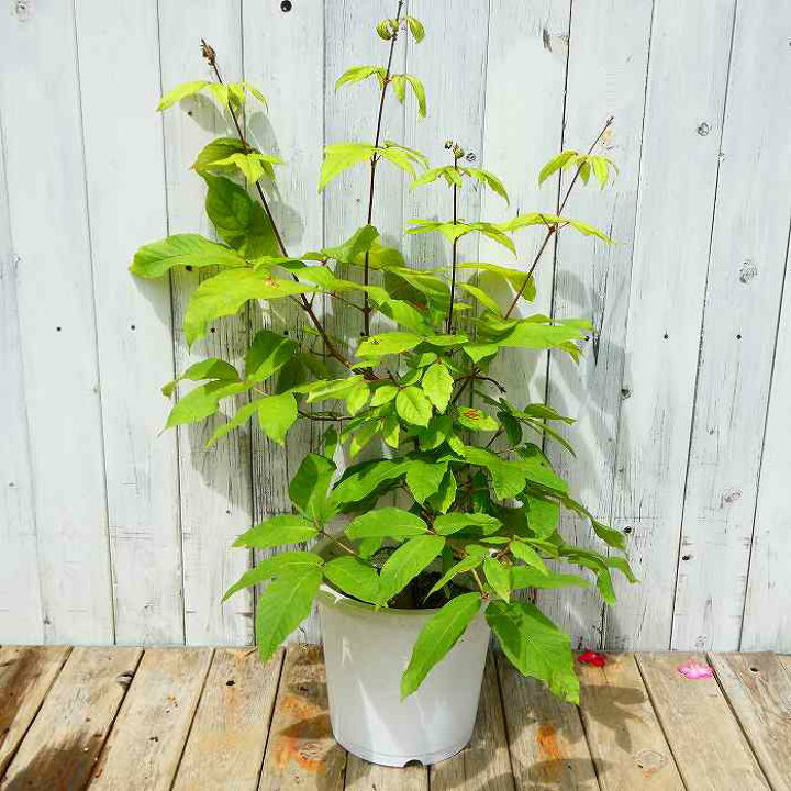 楽天市場】目薬の木 現品2 メグスリノキ 樹高60cm 240728 : お花処 昌 