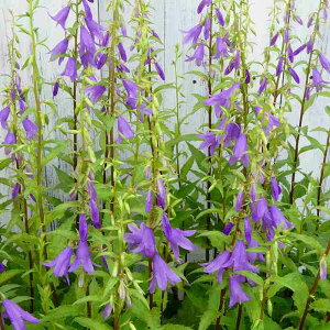 ؗVW c 4  ϊh ԕc R쑐 251028