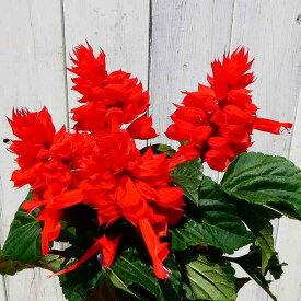 サルビア 苗 赤花 3.5号ポット 夏の花 夏花壇 夏の花壇に