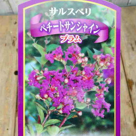 矮性サルスベリ 苗木 ペチートサンシャイン ペチートプラム 4号 一才性 さるすべり 庭木 夏の花 花木 240528