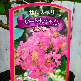 矮性サルスベリ 苗木 ペチートサンシャイン ピンキー 4号 一才性 さるすべり 庭木 夏の花 花木 260514