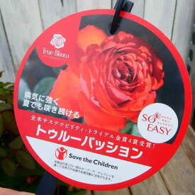 バラ 苗 トゥルーパッション トゥルーブルーム 4号鉢 四季咲き 赤花 薔薇 バラ苗 240601