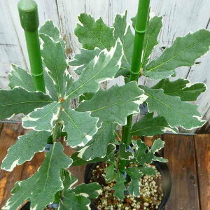 CMXi c AQeBI }Mi[^ 40cm 6  251106