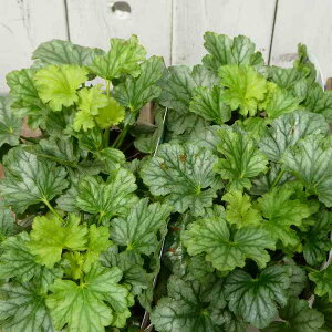 q[P c p ΐF 3.5|bg c{TS R쑐 A h@241031