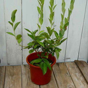 u[x[ c fCg 4.5 c rbgACn ʎc A 250918