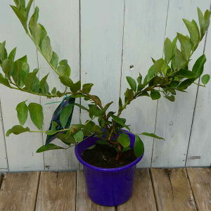 u[x[ c OA 4.5 c rbgACn ʎc A 250918