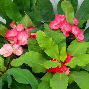 ԃL rbOLX sN 5 A niL [tHrA  ϗtA@251016